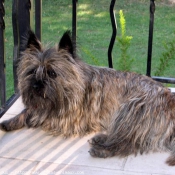 Photo de Cairn terrier