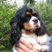 Photo de Cavalier king charles spaniel