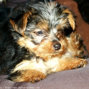 Photo de Yorkshire terrier