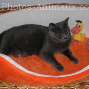 Photo de Chartreux