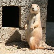 Photo de Chien de prairie