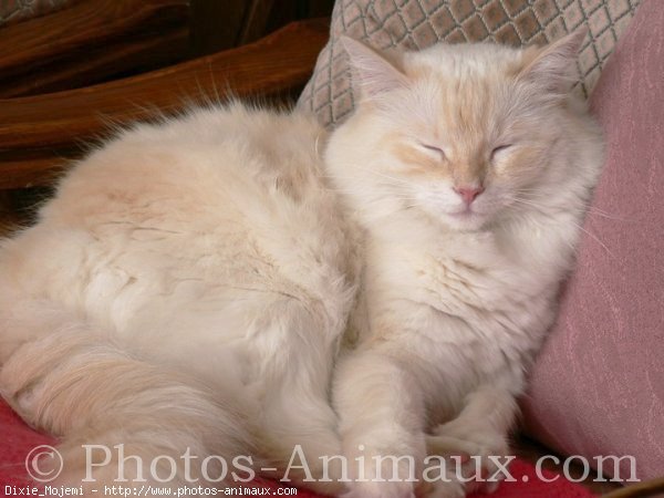 Photo de Ragdoll