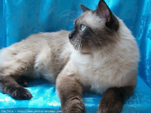 Photo de Sacr de birmanie