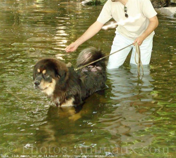 Photo de Dogue du tibet