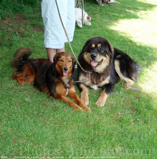 Photo de Dogue du tibet