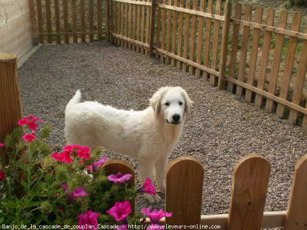 Photo de Chien de montagne des pyrnes