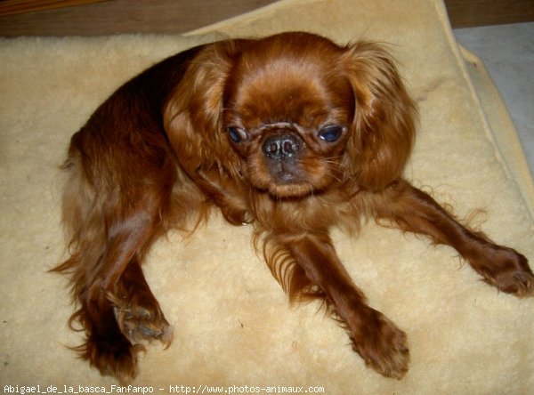 Photo de King charles spaniel