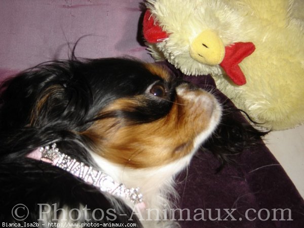 Photo de Cavalier king charles spaniel