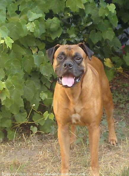 Photo de Boxer