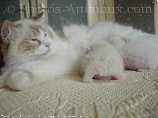 Photo de Ragdoll