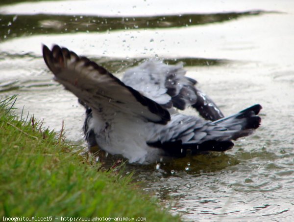 Photo de Pigeon