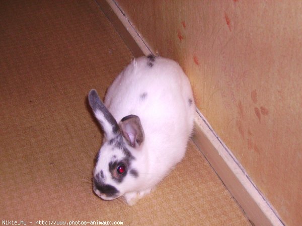 Photo de Lapin