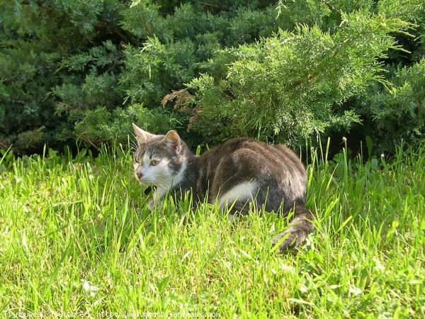 Photo de Chat domestique