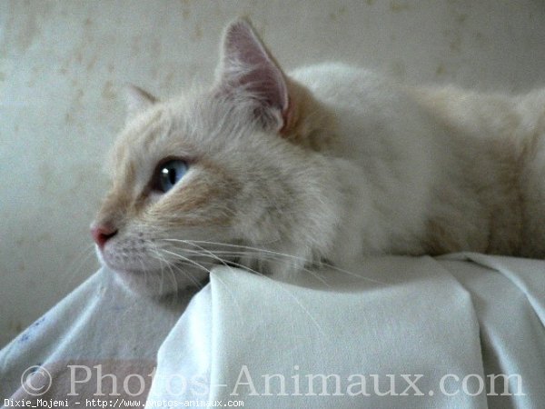 Photo de Ragdoll