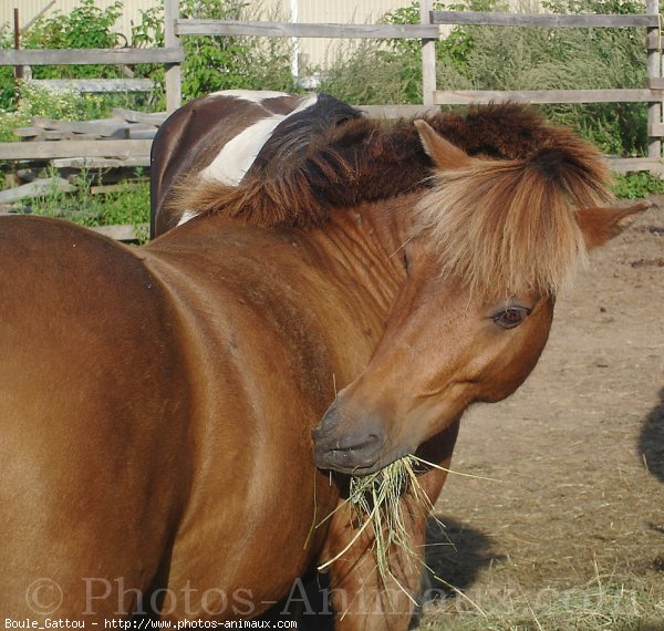 Photo de Poney franais de selle