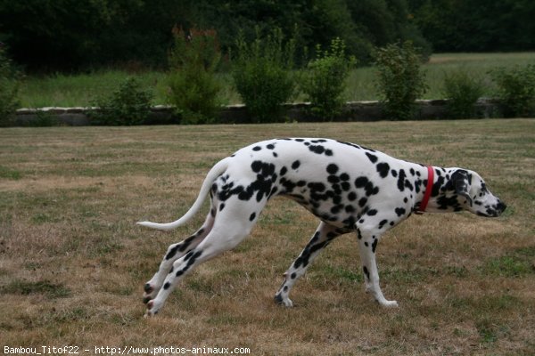 Photo de Dalmatien