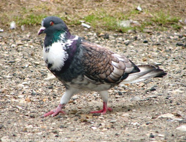 Photo de Pigeon