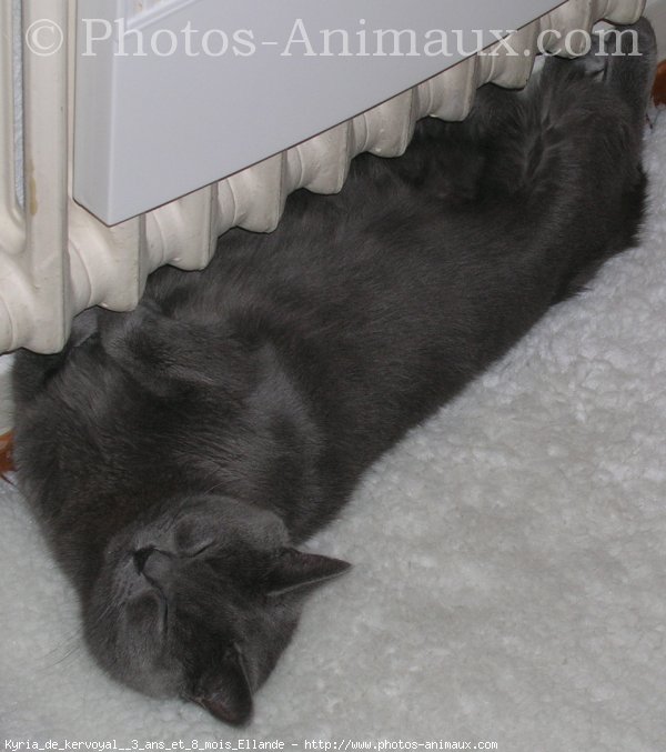 Photo de Chartreux