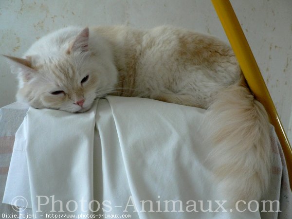 Photo de Ragdoll