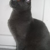 Photo de Chartreux