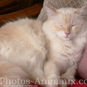 Photo de Ragdoll