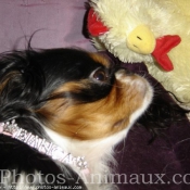 Photo de Cavalier king charles spaniel