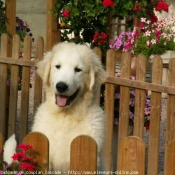 Photo de Chien de montagne des pyrnes