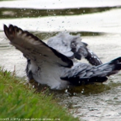 Photo de Pigeon