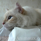 Photo de Ragdoll