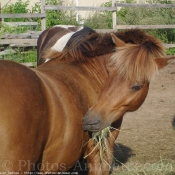 Photo de Poney franais de selle