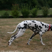 Photo de Dalmatien