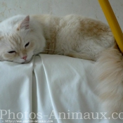 Photo de Ragdoll