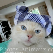 Photo de Ragdoll