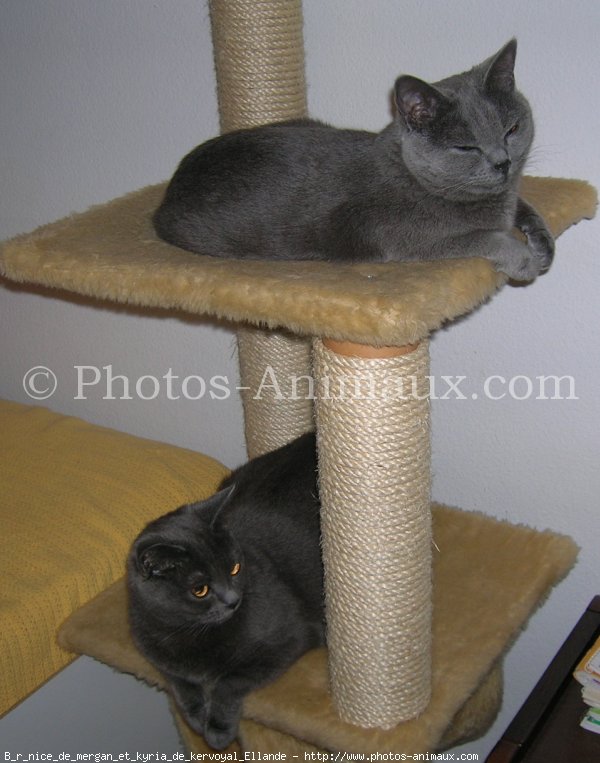 Photo de Chartreux