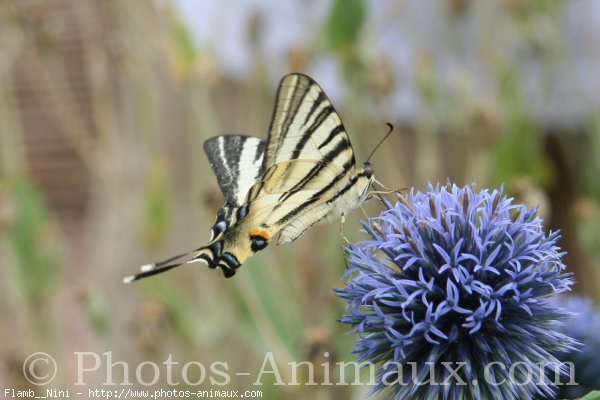 Photo de Papillon