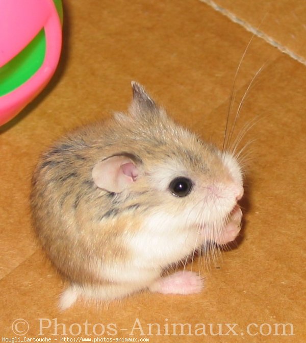 Photo de Hamster