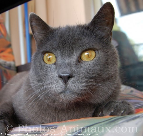 Photo de Chartreux