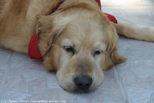 Photo de Golden retriever