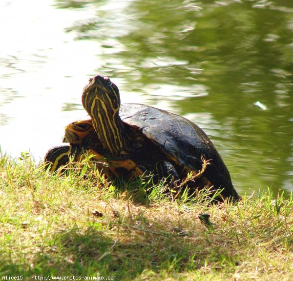 Photo de Tortue