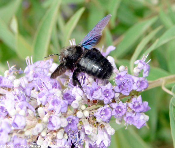 Photo d'Abeille charpentire - xylocope