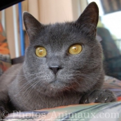 Photo de Chartreux