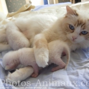 Photo de Ragdoll