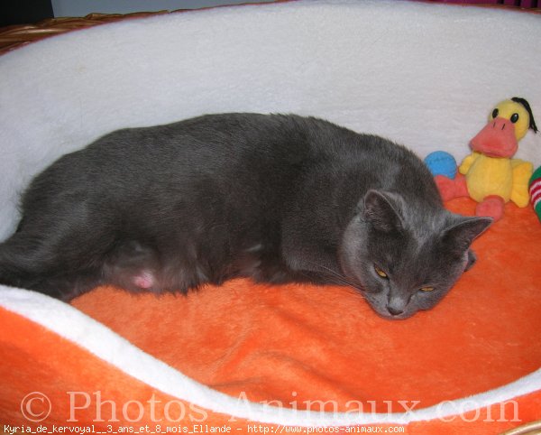 Photo de Chartreux