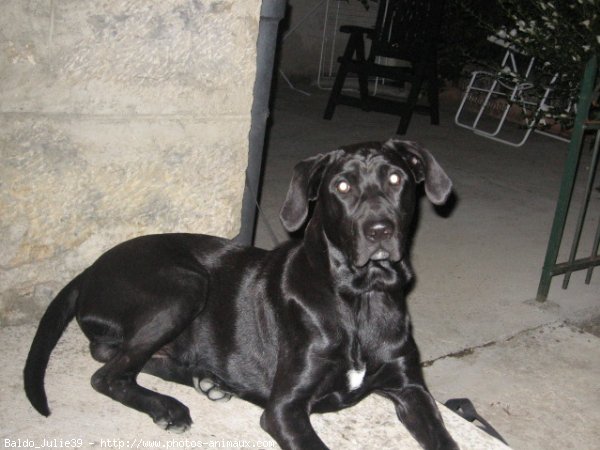 Photo de Labrador retriever