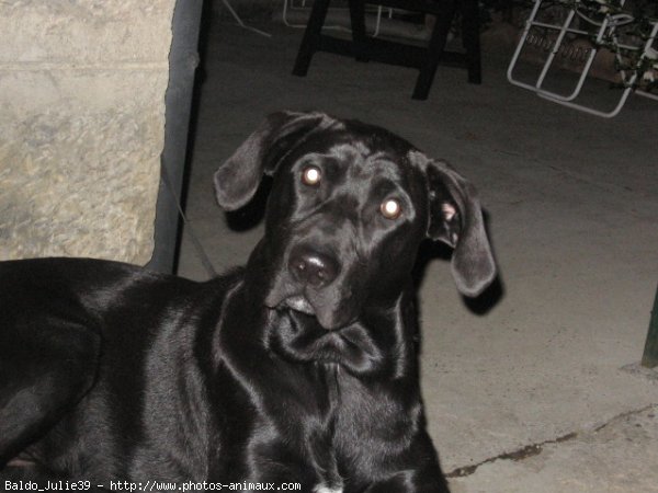 Photo de Labrador retriever