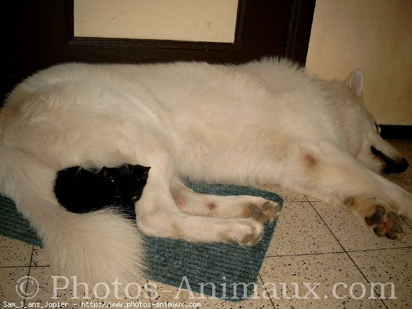 Photo de Berger blanc suisse