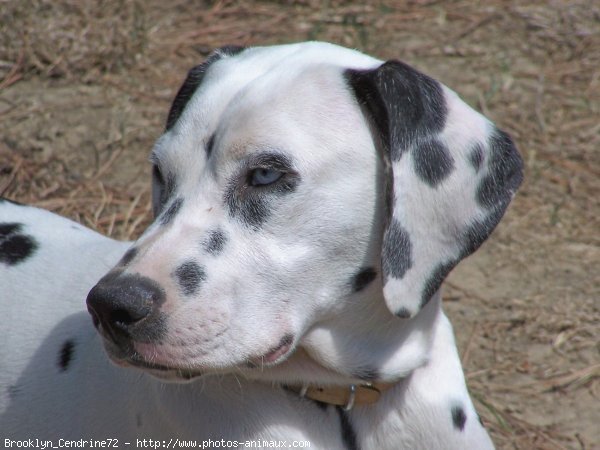 Photo de Dalmatien