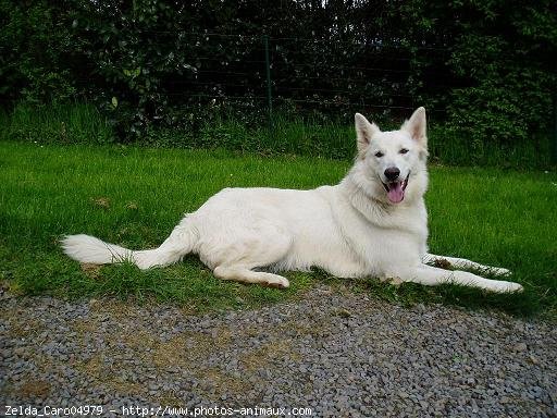 Photo de Berger blanc suisse