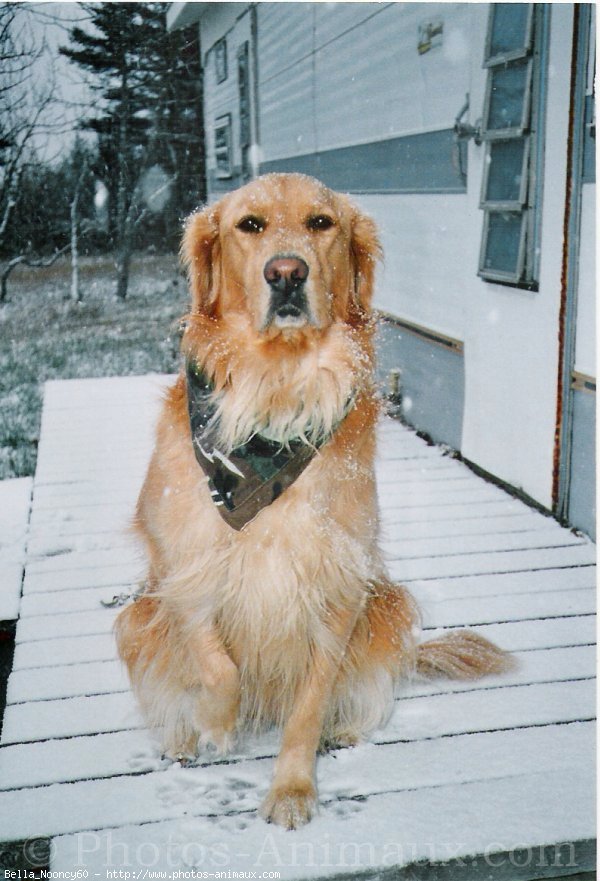 Photo de Golden retriever