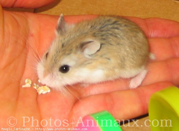 Photo de Hamster